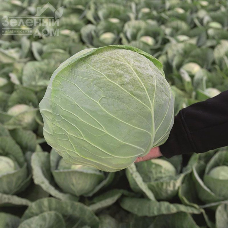 Конкерор F1 / Conqueror F1,66 днів фото 3