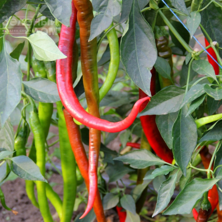 Атакама F1 / Atakama F1,75-80 днів фото 2