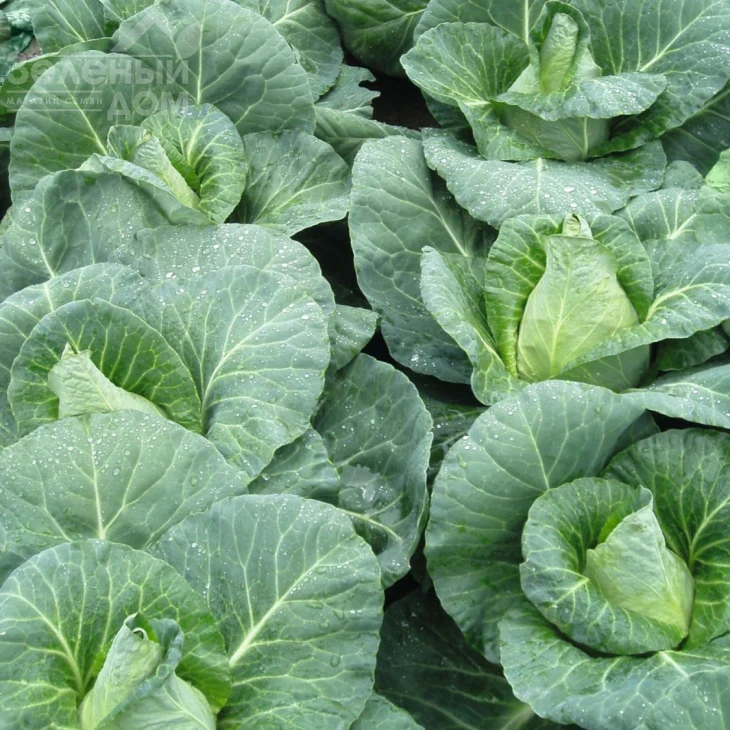 Карафлекс F1 / Caraflex F1,76 дней фото 2