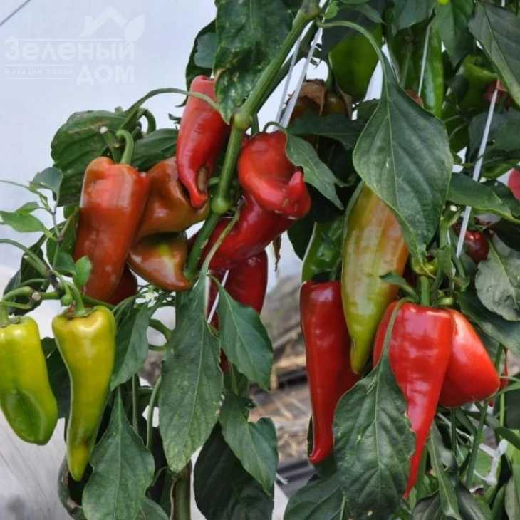 Супер Кап F1 / Super Cаp F1, 60-65 дней фото 3