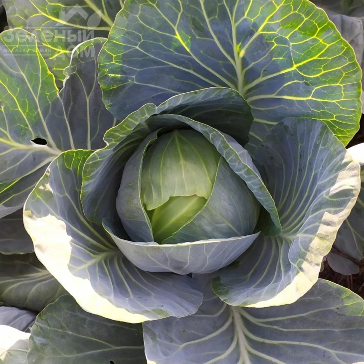 Баланс F1 / Balans F1, 115-120 дней фото 1