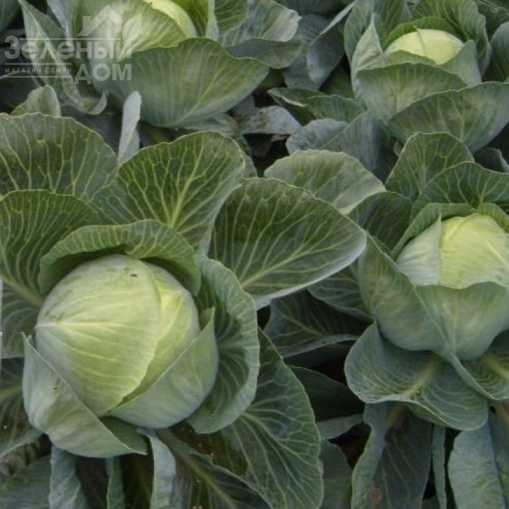 Золтан F1 (NiZ 17-1265) / Zoltan F1 (NiZ 17-1265),120-125 днів фото 2