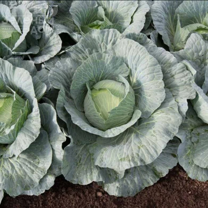 Грин Прайм F1 / Green Prime F1 фото 2