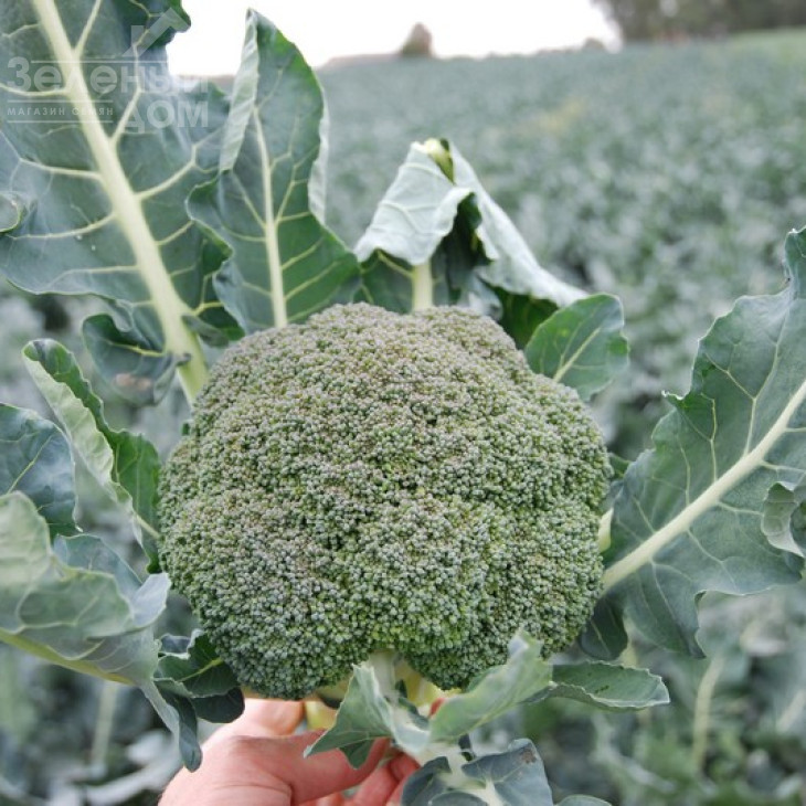 Корос F1 / Koros F1,55-65 днів фото 1