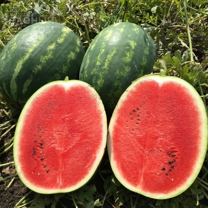 Инсепшен F1 / Insepshen F1, 58-62 дня фото 1