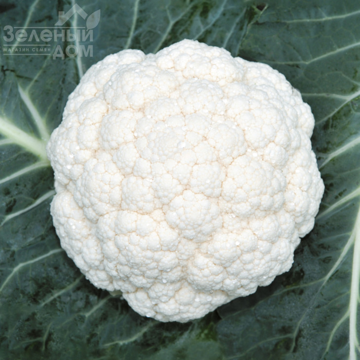 Кабрал F1 / Kabral F1,75-80 днів фото 1