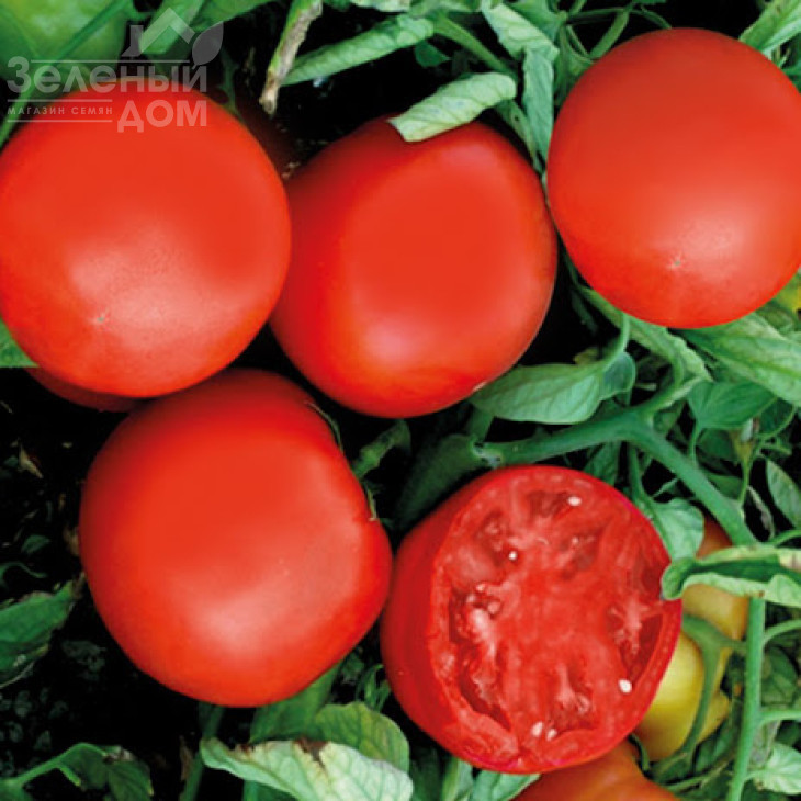 ЮГ Б 169 F1 / UG B 169 F1,70-75 днів фото 1