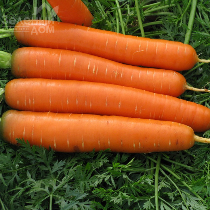 Сатурно F1 / Saturno F1,50-55 днів фото 2