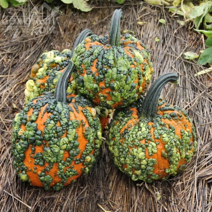 Ворти Гоблин F1 / Vorti Goblin F1, 95-105 дней фото 1