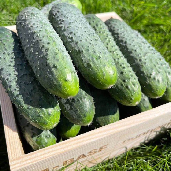 Стентор F1 / Stentor F1 фото 1