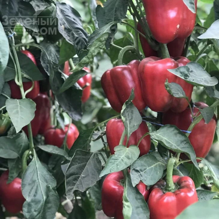 Кримсон Кинг F1 / Crimson King F1 фото 5