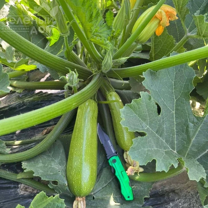 Инесса F1 / Inessa F1 фото 2