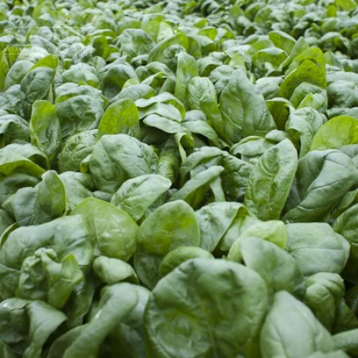 Муфлон F1 / Mouflon F1 фото 2