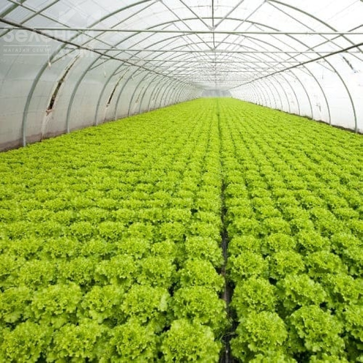 Аннісол / Annisol фото 1