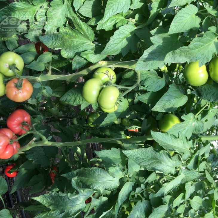 Панамера F1 / Panamera F1,60-62 дні фото 2