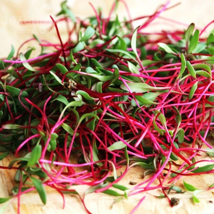 Мікрогрін Мангольд червоний / Microgreen Mangold red фото 1