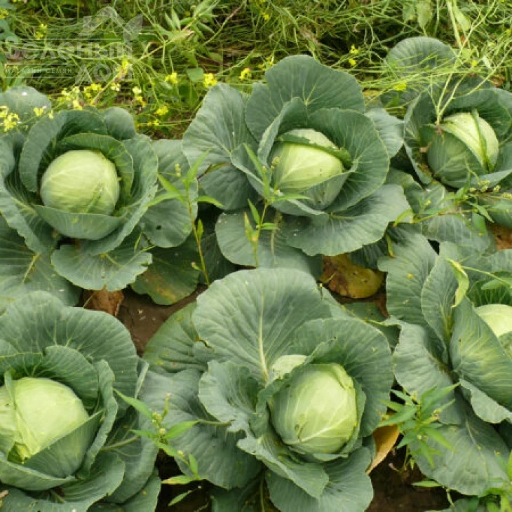 Пасадена F1 / Pasadena F1,50-55 дней фото 6