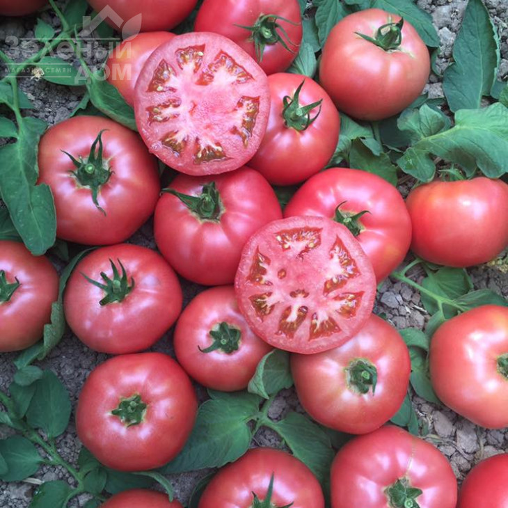 Фенда F1 / Fenda F1,60-65 днів фото 6