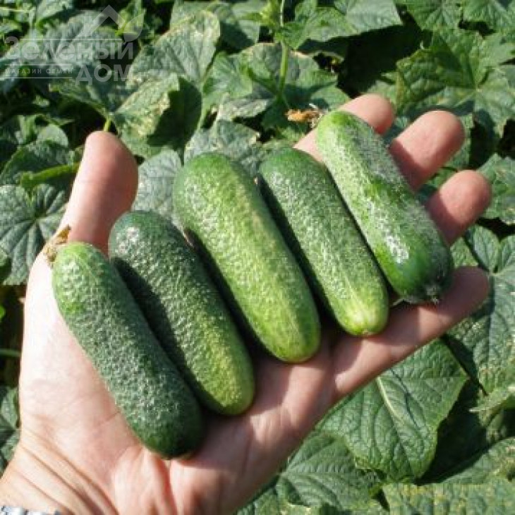 Харрієт F1 / Harriet F1,35-40 днів фото 1