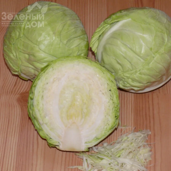 Пасадена F1 / Pasadena F1,50-55 дней фото 3