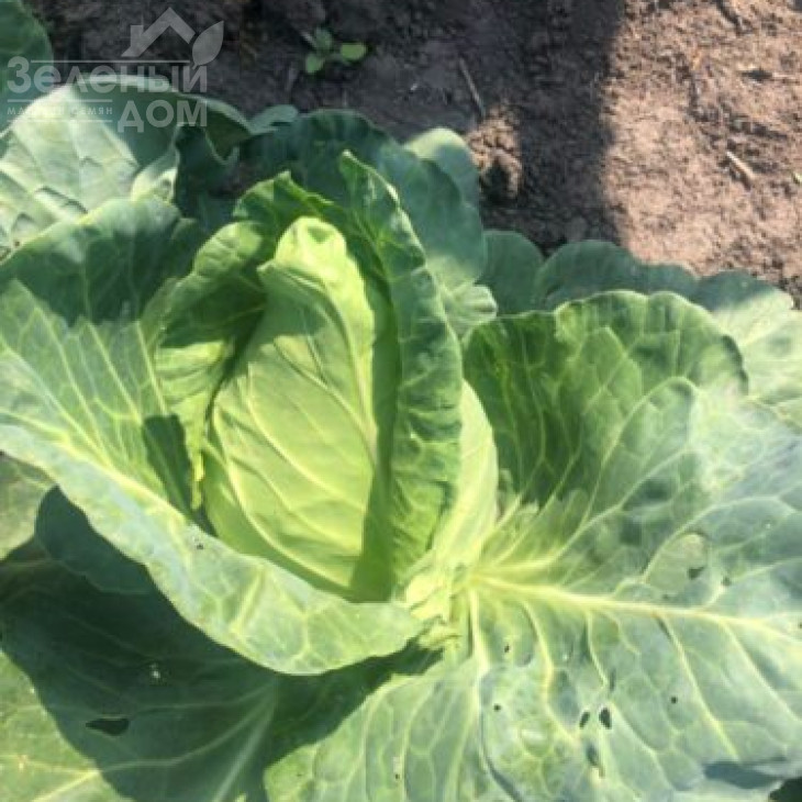 Агро F1 / Agro F1,55-60  днів фото 2