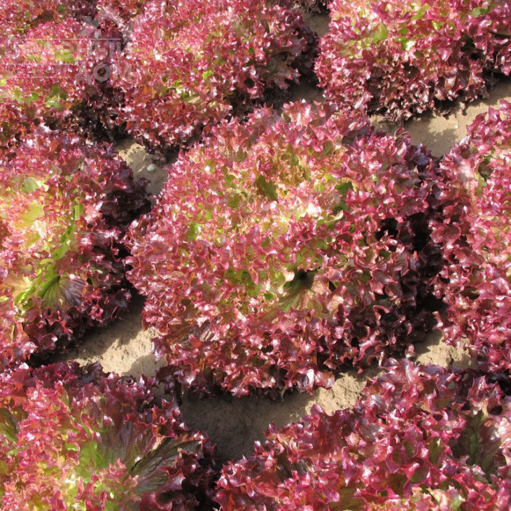 Туска / Tuska фото 2