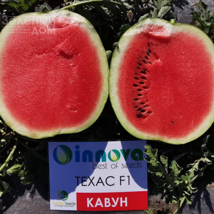 Техас F1 (INX 1724) / Tehas F1 (INX 1724),62-65 днів фото 2