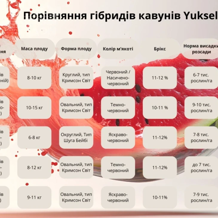Биант (Шекер, Эркен) F1 / Biant F1,56-60 дней фото 3