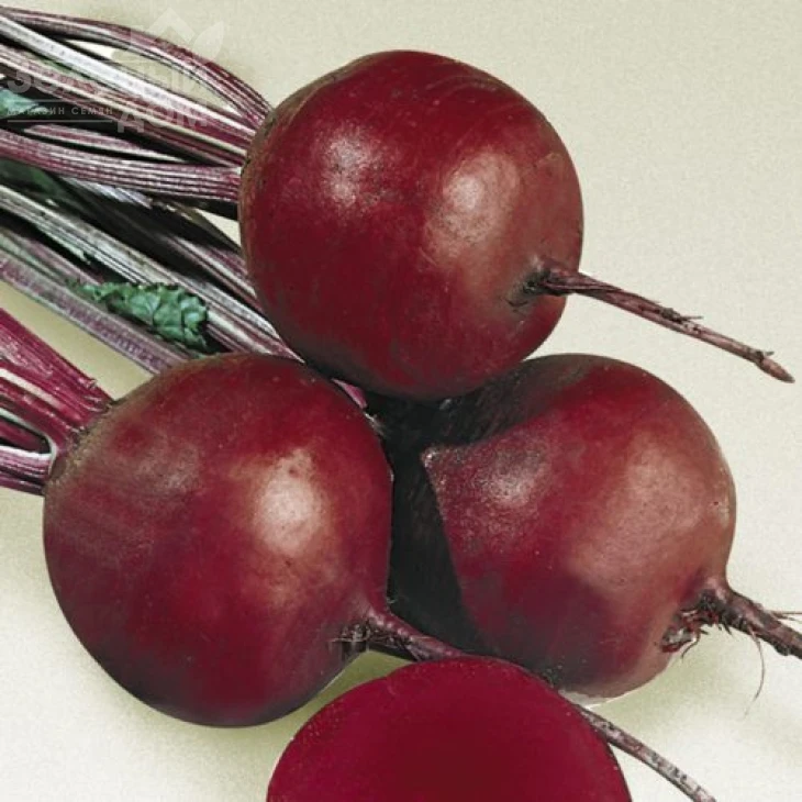 Гарольд / Garold,65-70 дней фото 2