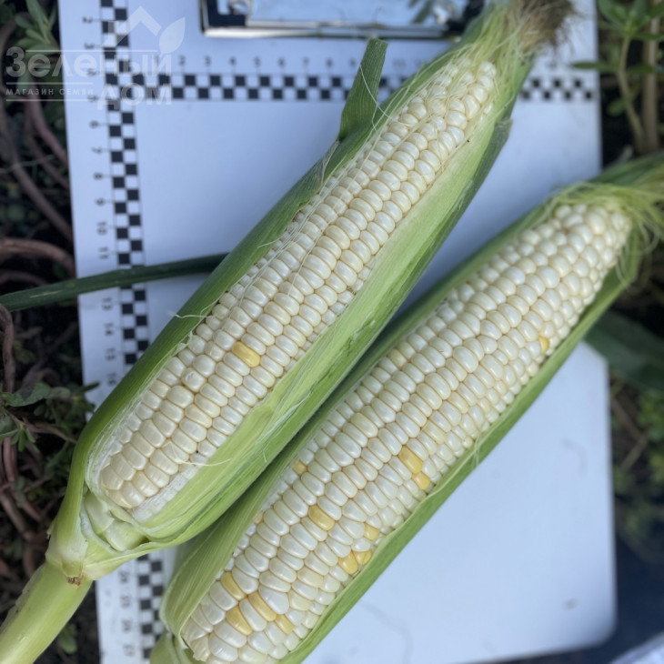 Вайт Туз F1 / White Tuz F1, 65-67 днів фото 5