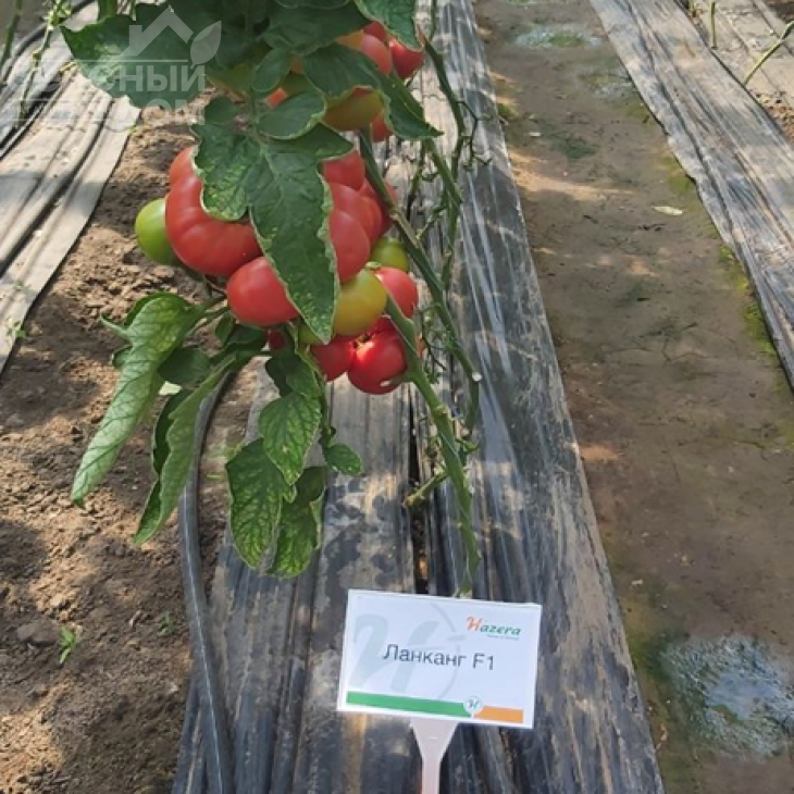 Ланканг F1 / Lankanh F1 фото 3