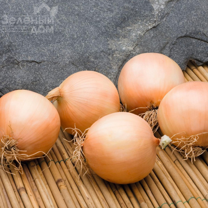 Дербі F1 / Derby F1,90-95 днів фото 1