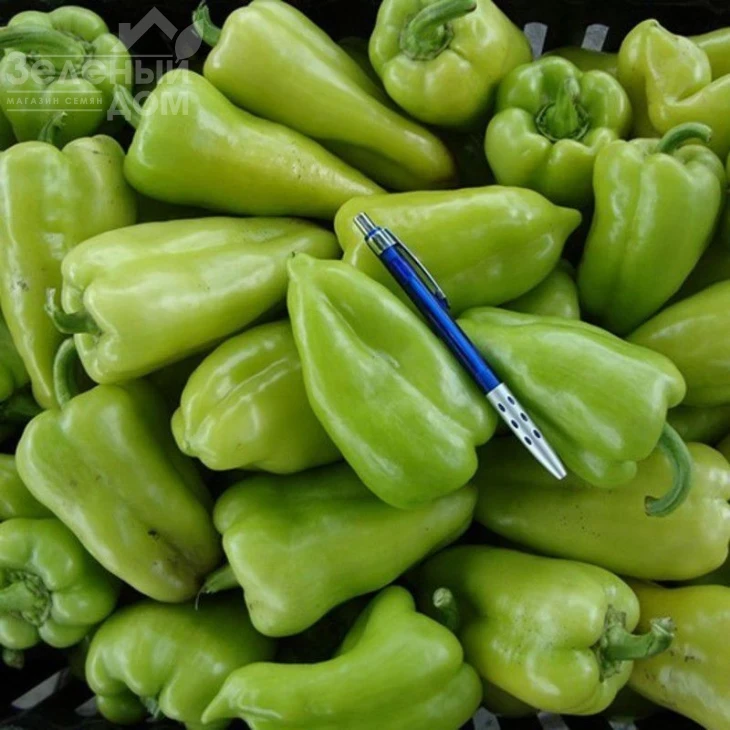 Лунги F1 / Lungy F1,55-65 дней фото 1