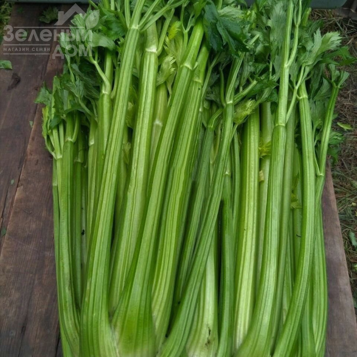 Паскаль Гігант / Pascal Giant,80-90 днів фото 1