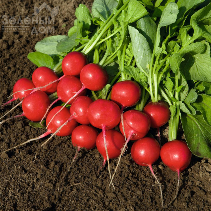 Ровер F1 / Rover F1,18-25 днів фото 1