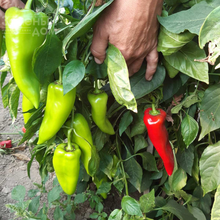 Супер Кап F1 / Super Cаp F1, 60-65 днів фото 7