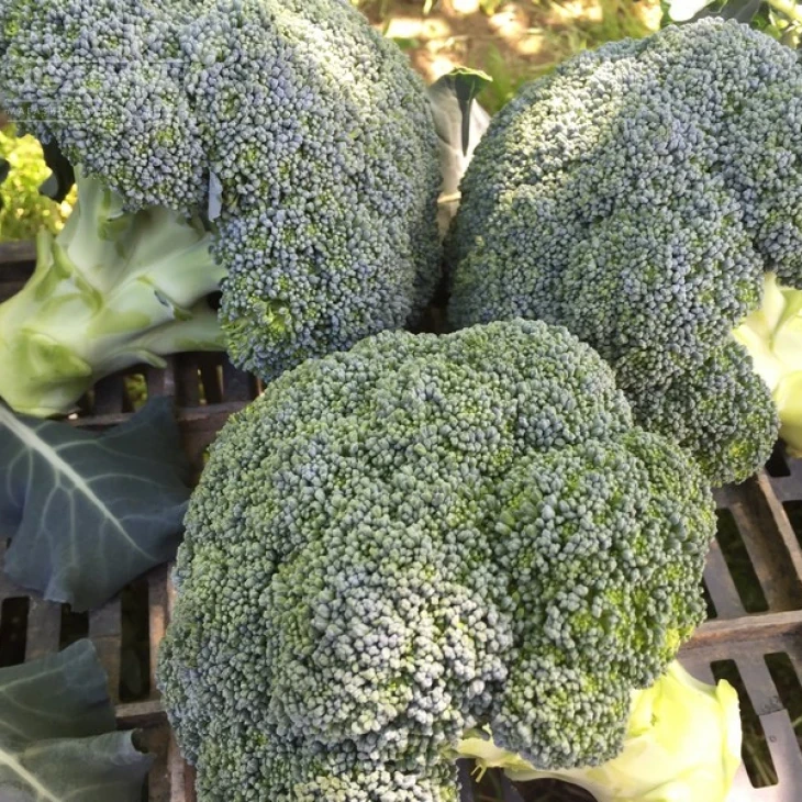 Корато F1 / Korato F1 фото 1