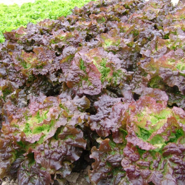 Розмари / Rosemarry,65-75 дней фото 1