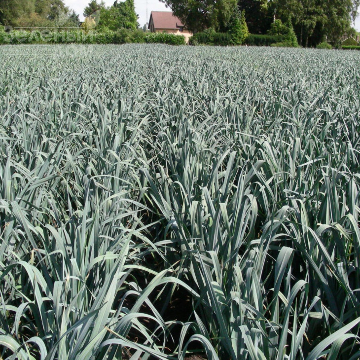 Джампер F1 / Jumper F1,85-90 днів фото 2