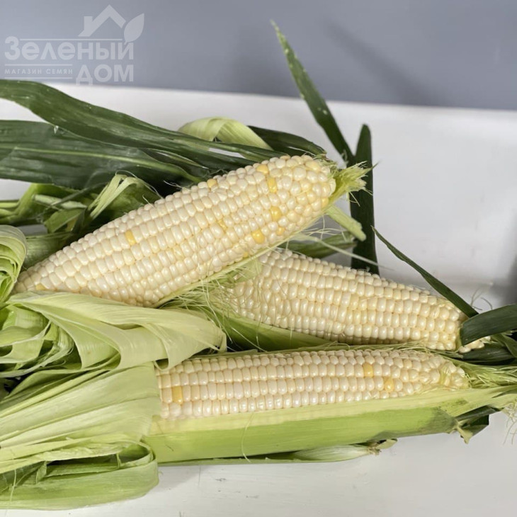 Ніколь F1 / Nicole F1, 70-72 дні фото 4