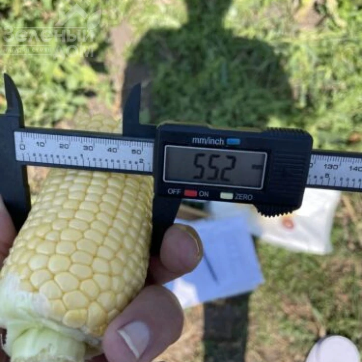 Гейзер F1 / Heyzer F1, 72 дня фото 5