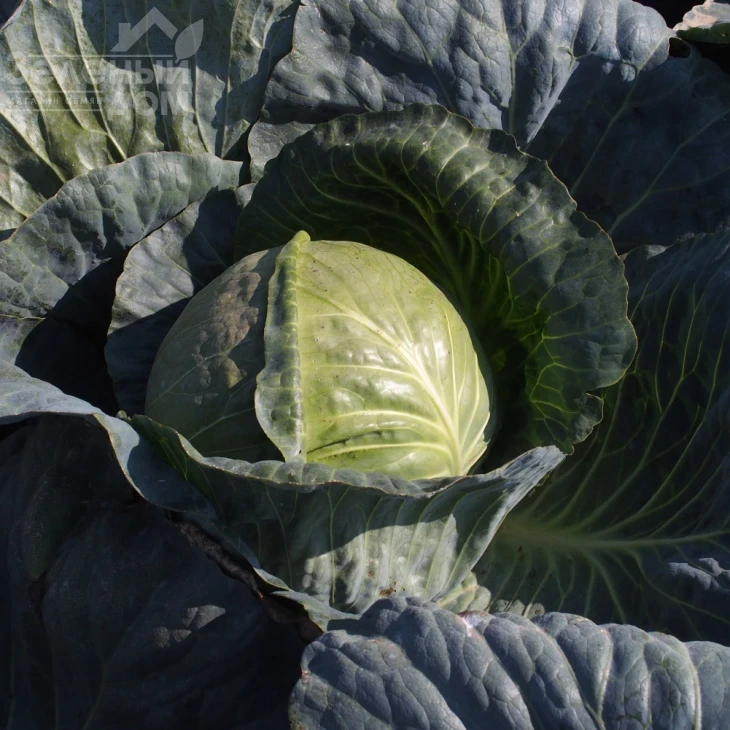 Магион F1 / Magion F1,120-130 дней фото 1