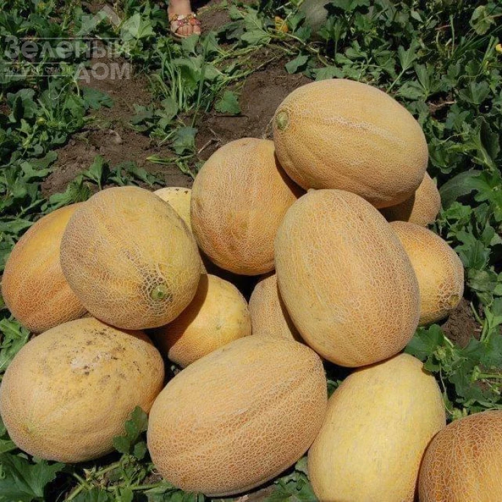 ТС 18-0601 F1 (TS 18-0601 F1) фото 1