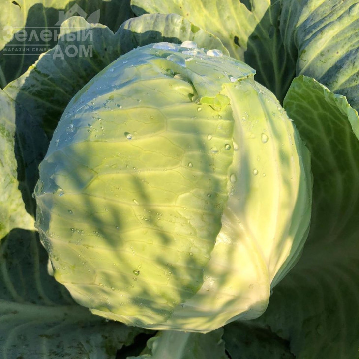 Фансі F1 / Fansi F1,85 днів фото 1