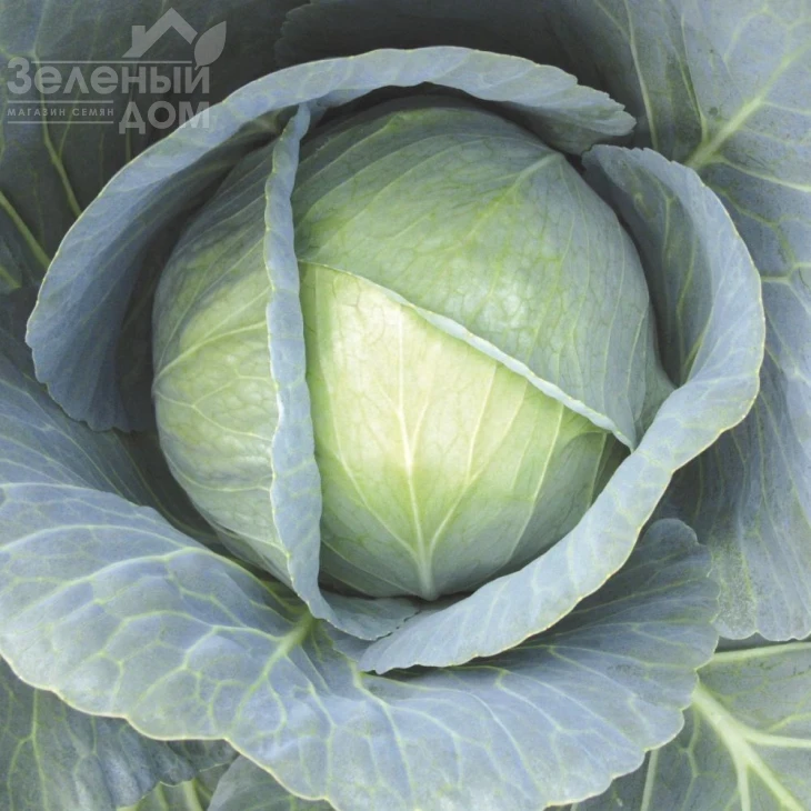 Галакси F1 / Galaxy F1,130-135 дней фото 1