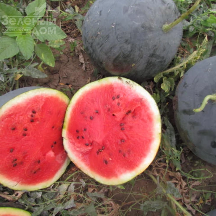 ЛС 1545 F1 / LS 1545 F1,62-65 дней фото 3