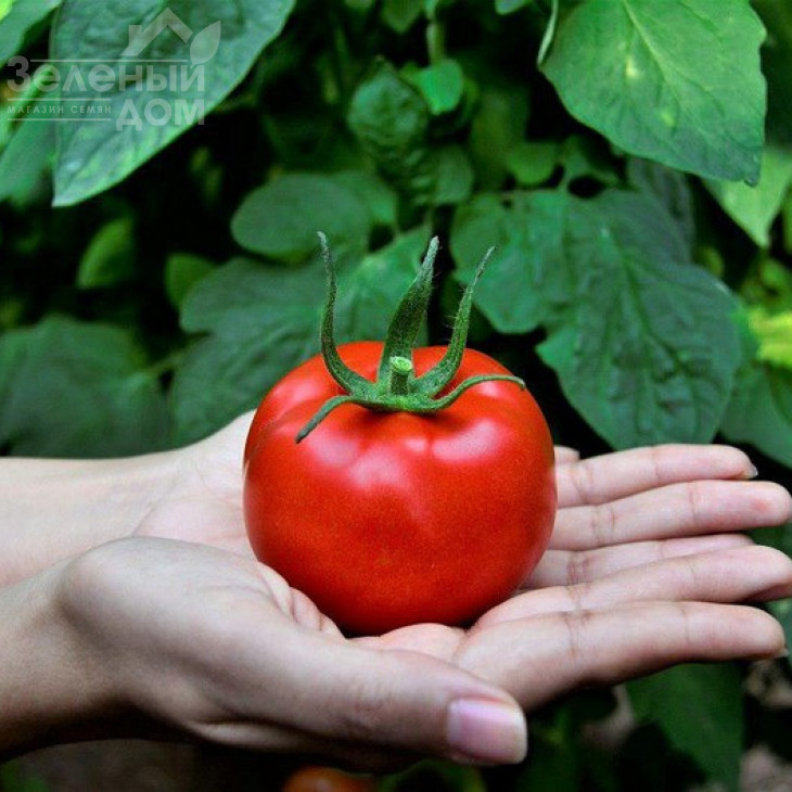 Маско F1 / Masco F1,75 днів фото 1