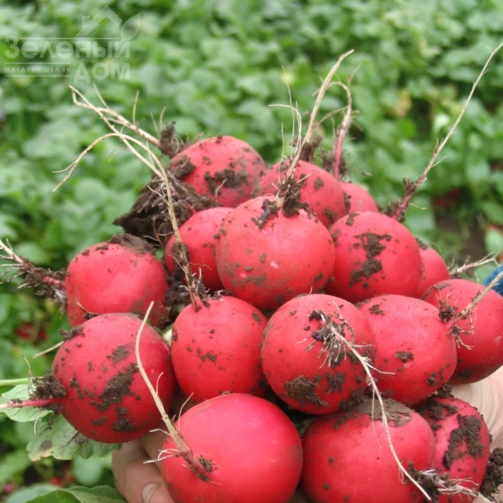 Фараон / Faraon,20-25 дней фото 1