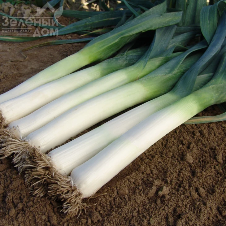 Голет / Golet,155-165 дней фото 1