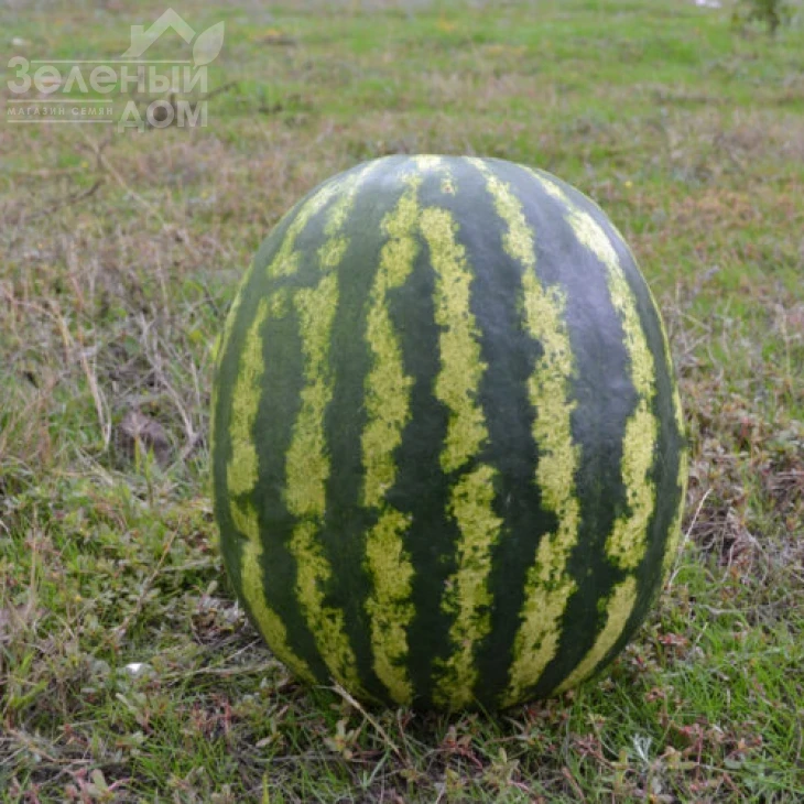 Ау Продюсер / Au Producer (Lark Seeds), 80-85 дней фото 2